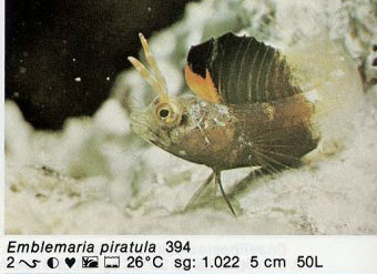 Emblemaria piratula